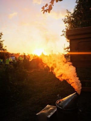 Mesilaste ettevalmistamine talveks 5 päikeseloojang mesila juures