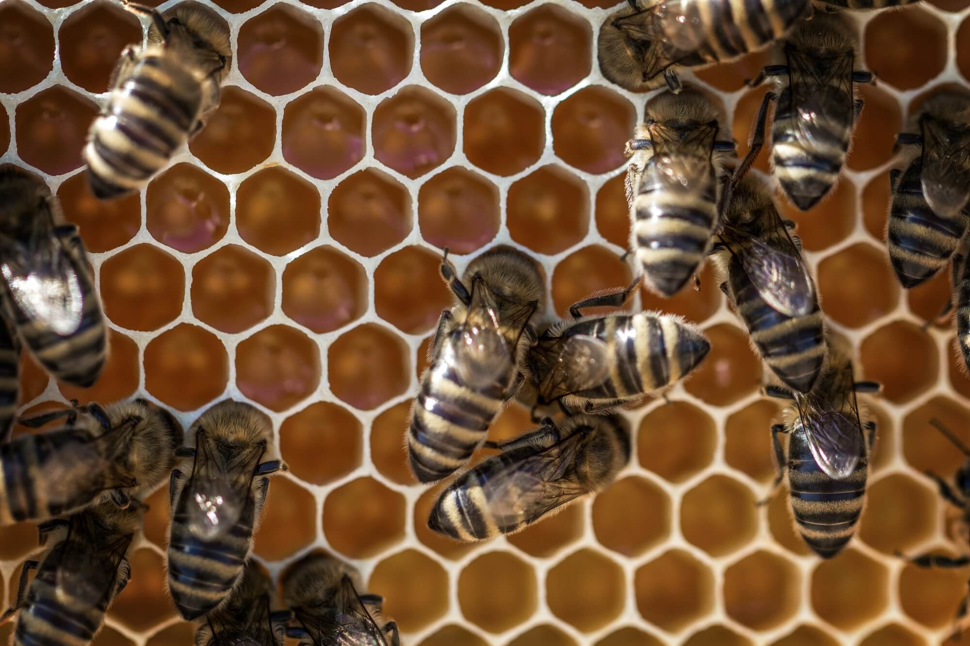 Lietuviškas medus 43 Bees cover